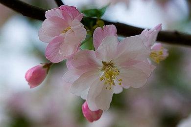 《无主之地4》已开启预购 标准版298元豪华版428元